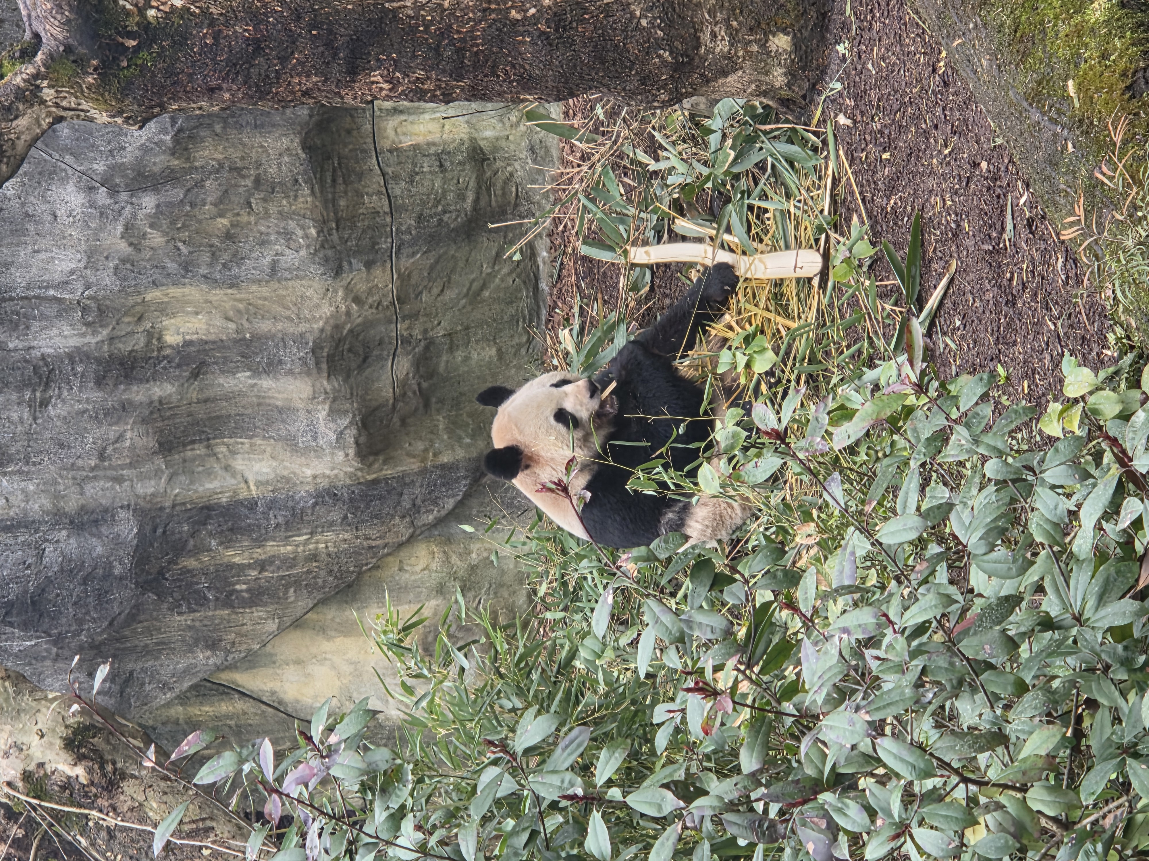 大熊猫坐着吃竹子