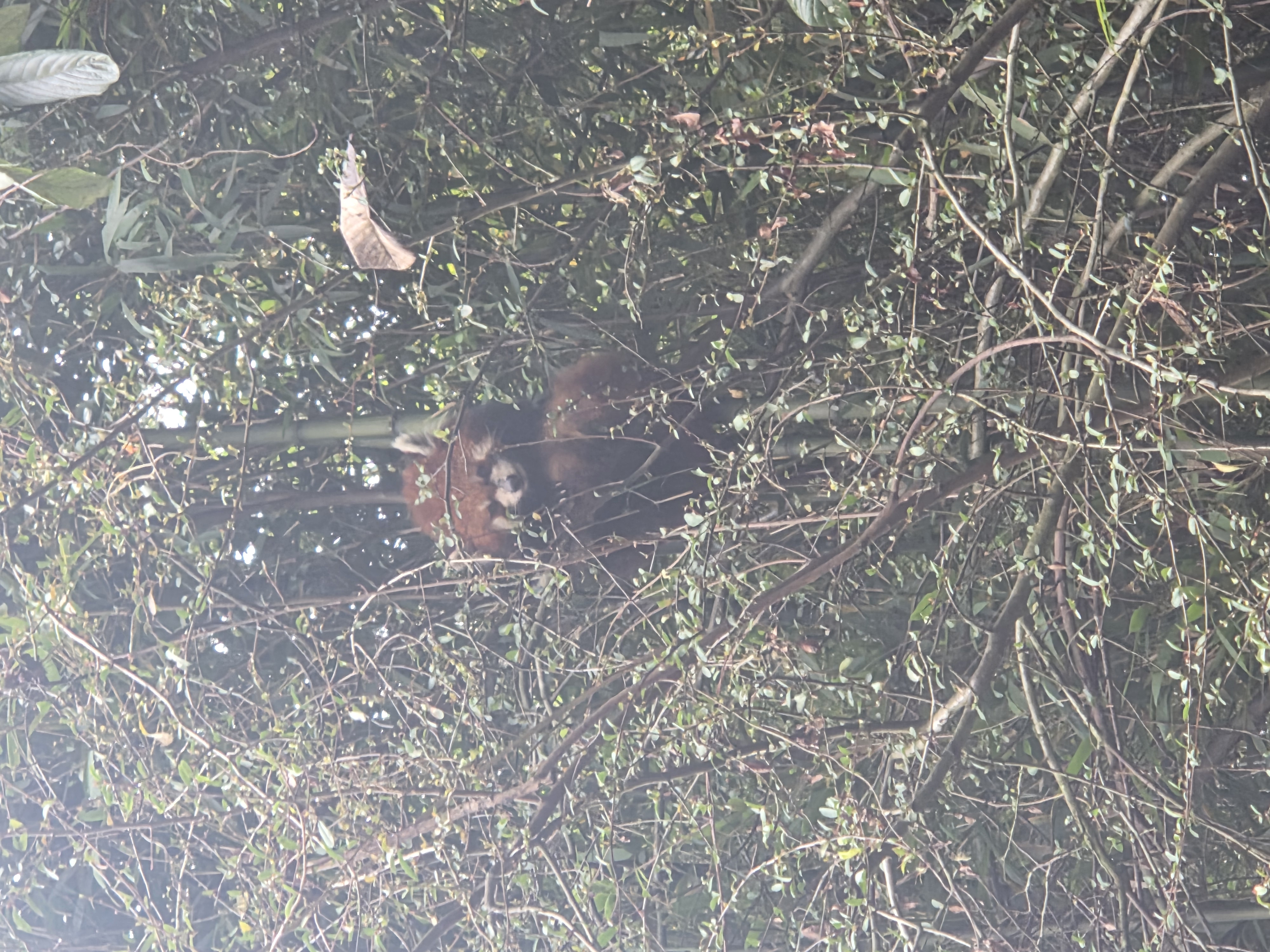 小熊猫躲在树上